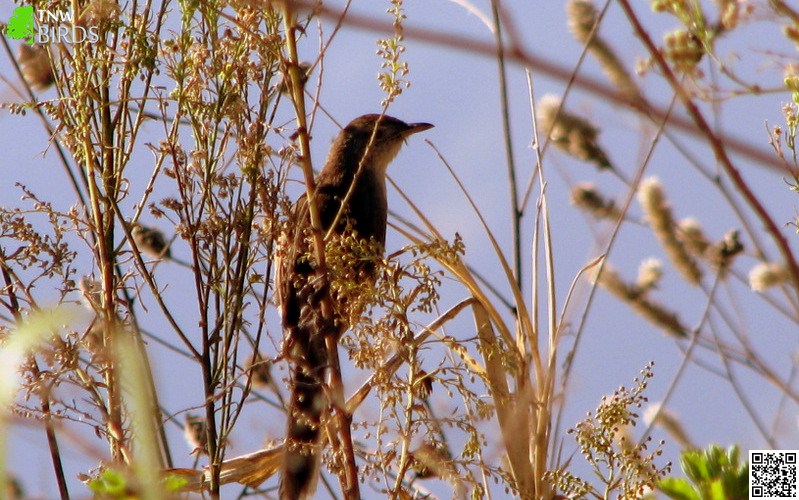 Jungle Prinia